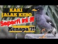 INI PENYEBAB KAKI JALAK KEBO PINCANG !!! || Cara Merawat Burung Jalak Kebo