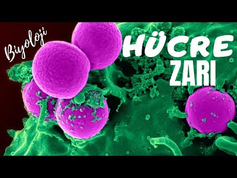 2-) HÜCRE ZARI (Biyoloji / Hücrenin Yapısı)  /  Bilgi Videosu