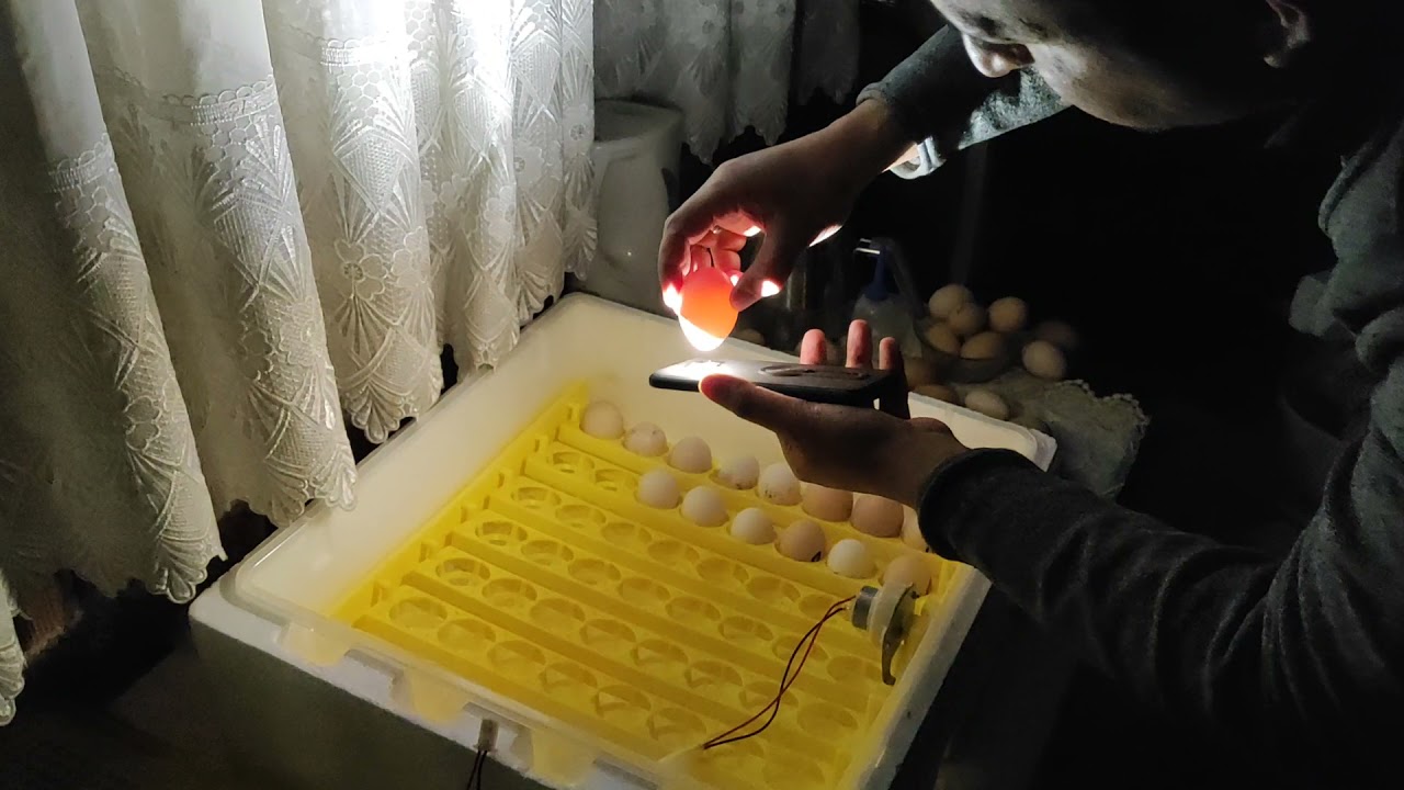 kuluçka makinası 18 gün yapılması gerekenler ve döl kontrolü