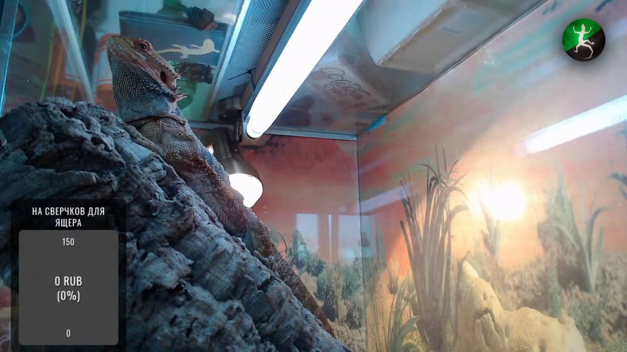 Слушаем аудиокниги о психоделиках с Ящером Ашаззсом / Теренс МакКенна ...