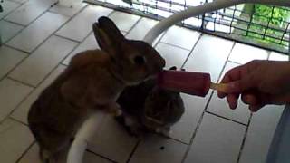 Coniglietto Nano Mangia Il Gelato