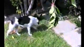 Staffordshire Bull Terrier Cross