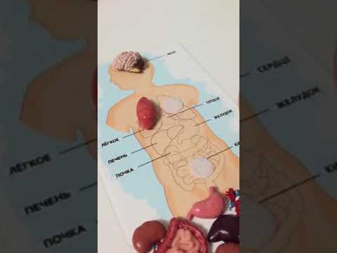Анатомия человека. Игры своими руками