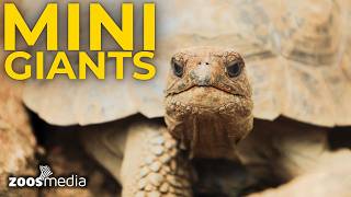SENSATION im Loro Parque 🐢 7 Galapagos-Riesenschildkröten-Babys! | zoos.media