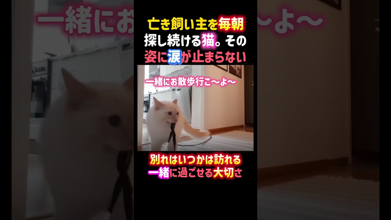 亡き飼い主を毎朝探し続ける猫。その姿に涙が止まらない。一緒に過ごせる大切さ。 #泣ける #猫 #悲しい #感動 #大切な家族 #cat #shorts