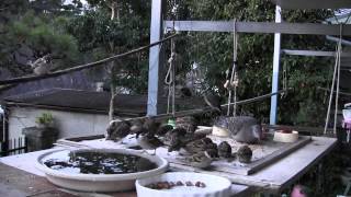 厳冬の餌台はカオス状態（雀・雉鳩・目白・鵯） Chaotic birdfeeder in severe winter (Sparrows,Turtledoves,White-eyes,Bulbul)