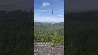 #2026 #plantation #forestsounds #trees #sweden
