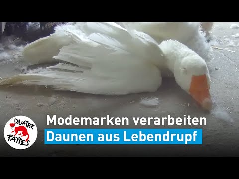 Modemarken verarbeiten Daunen aus Lebendrupf | VIER PFOTEN