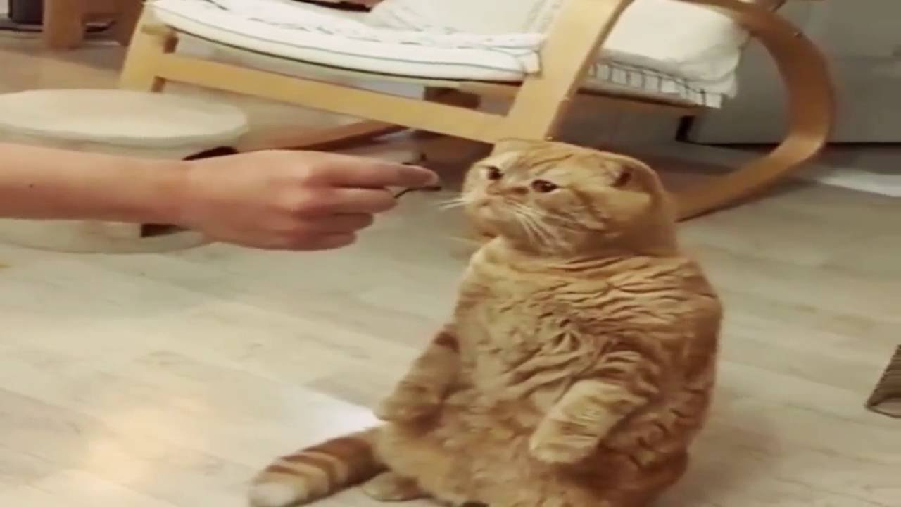 Expresi Kucing Lucu Takut Capung YouTube