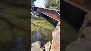 Musky Eats Trout!
