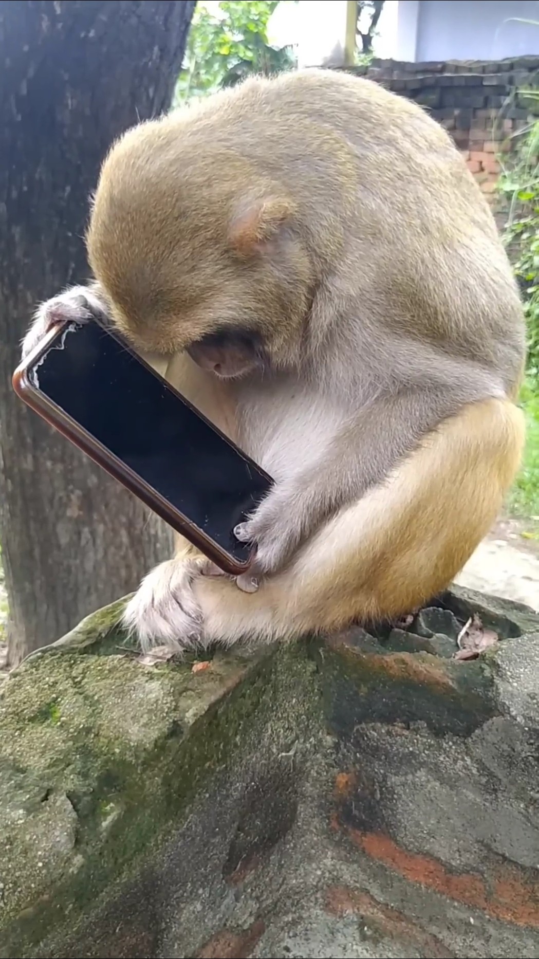 Papa ka phone monkey Ne chura Liya #shorts