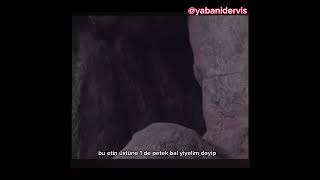 Porsuk Ormanda Reis Part 1