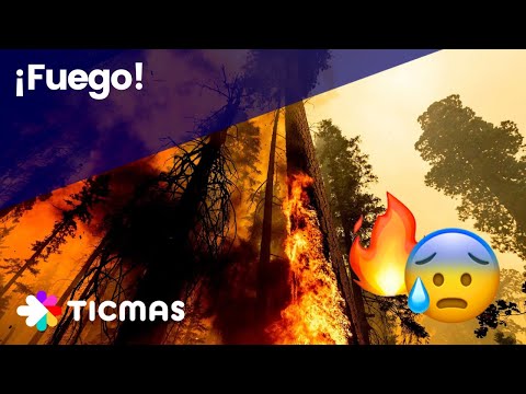 Video: Por qué hay incendios en el bosque