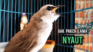 trucukan gacor ROPEL PANJANG buat pancingan trucukan agar bunyi JADIKAN burung trucuk gacor NYAUT