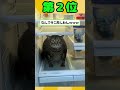 可愛すぎる猫動画見て癒されたら寝ろwww #2ch動物スレ #2ch #動物