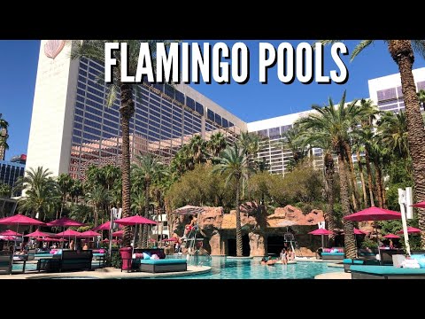 flamingo las vegas pool waterslide