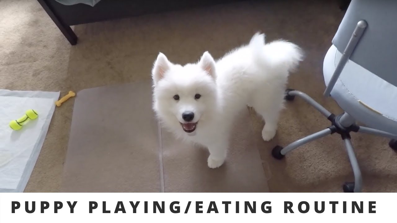 samoyed raw diet