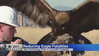 Louisville Company Claims New Technology Greatly Reduces Eagle Fatalities Near Wind Turbines