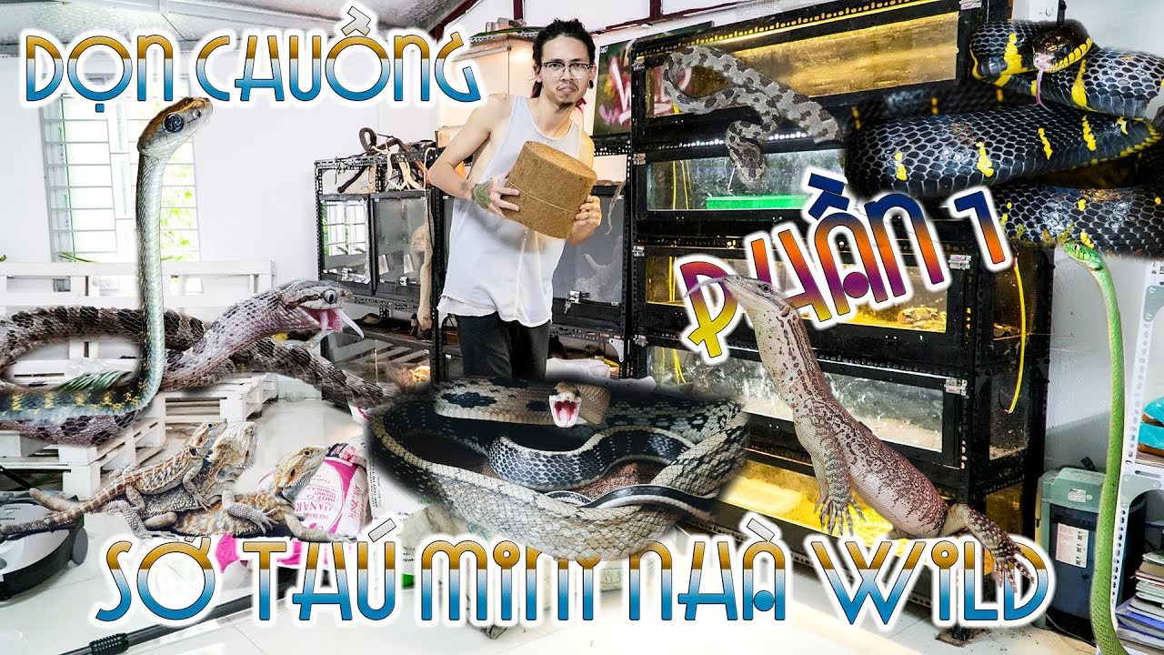 boiga dendrophila multicincta Dọn vệ sinh chuồng tại SỞ THÚ MINI của Wild - Phần 1 | WILDVN TV