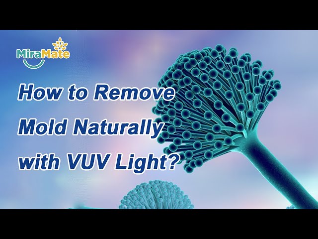 How to Remove Mold Naturally with VUV Light?