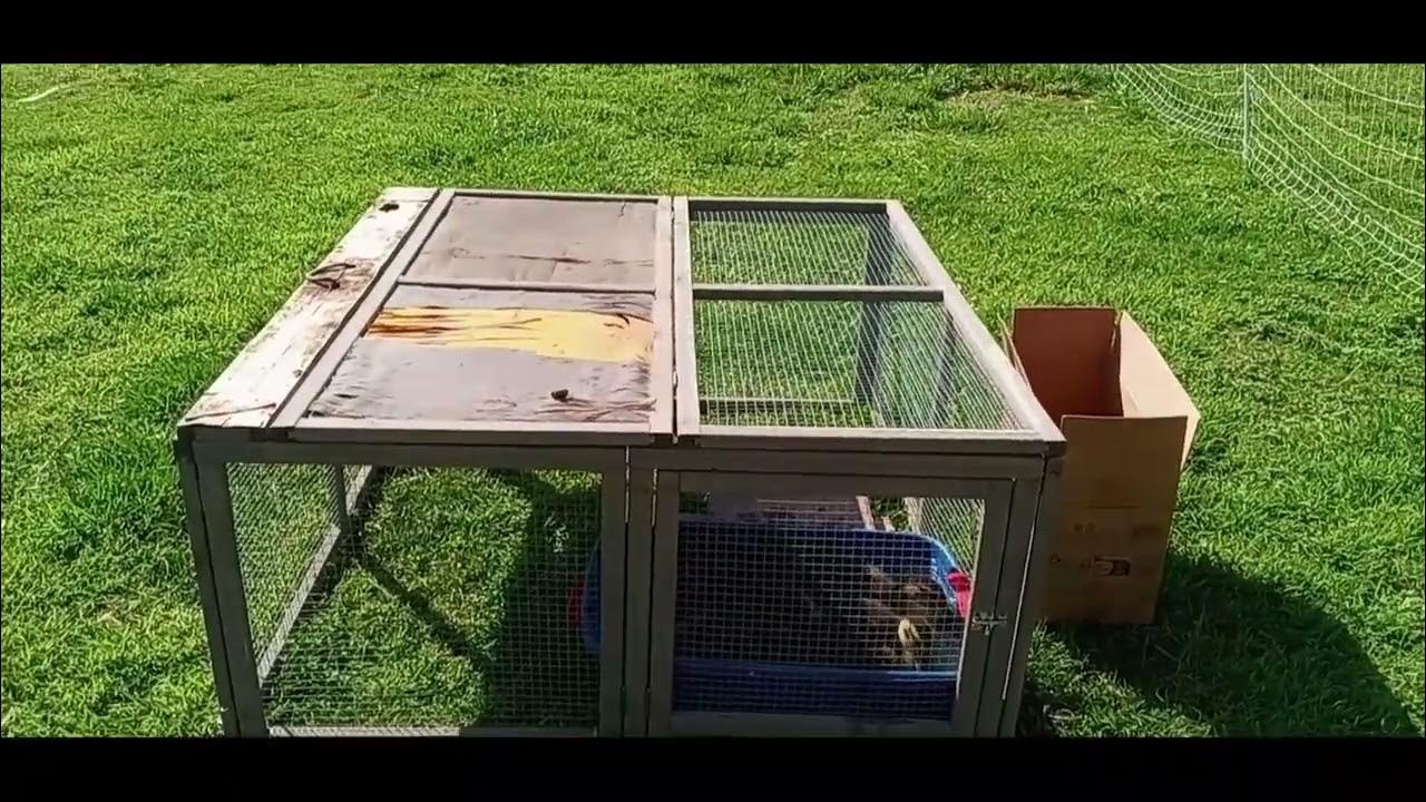 Ducks go outside for the first time. YouTube