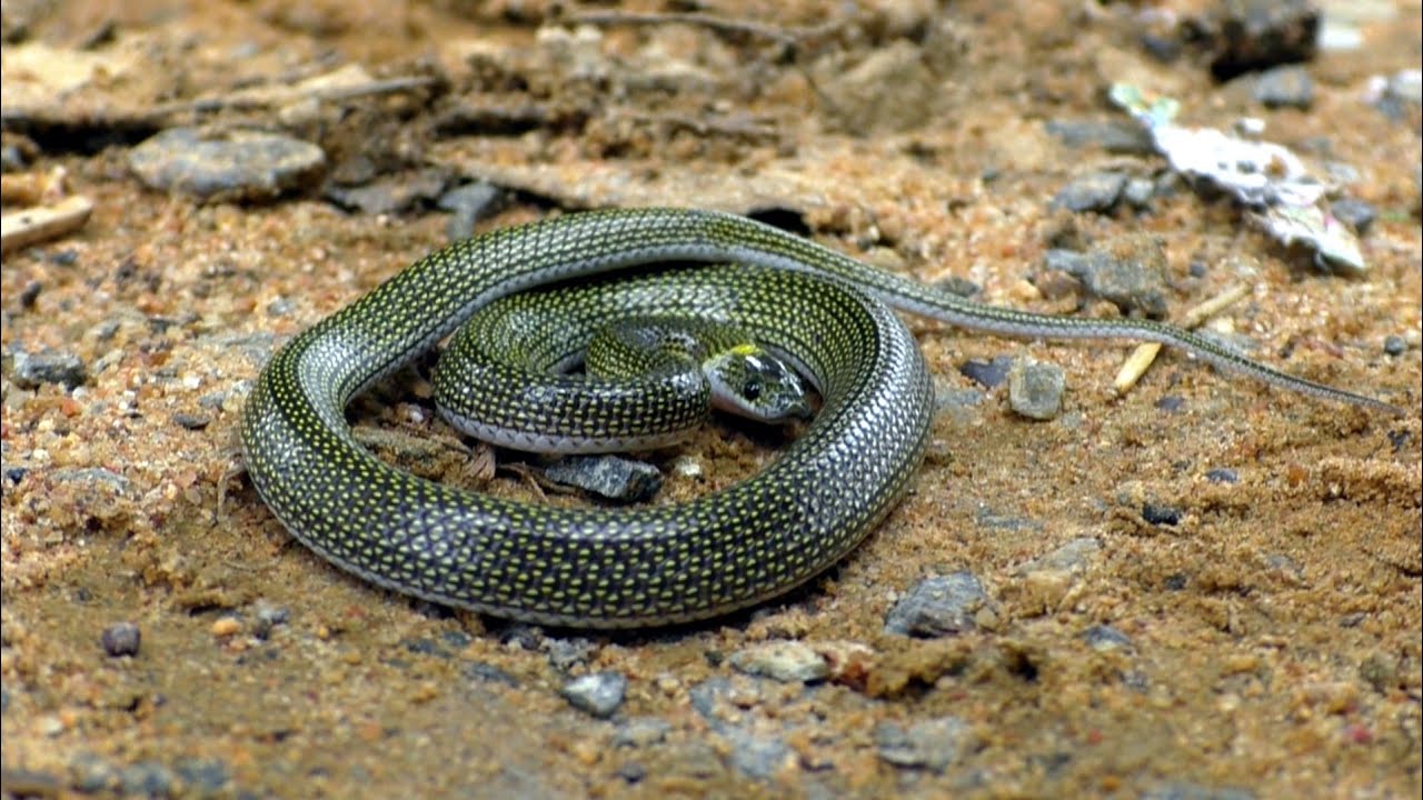 New Species of Wolf Snake Rescue At: Randia, Odisha