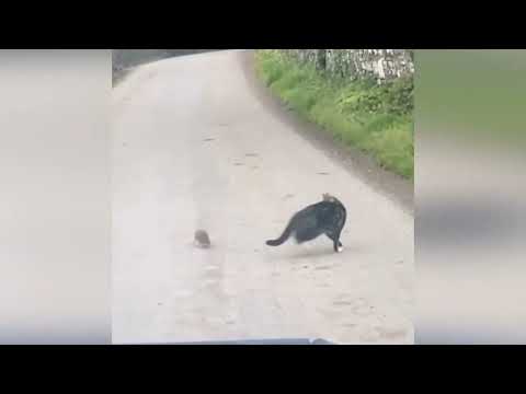 Motorist captures bizarre video of rat chasing cat around in circles