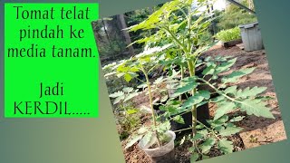 Terlambat Pindah Tanam, Tomat Jadi Kerdil Too Late To Move To The Planting, Tomatoes Become Stunted