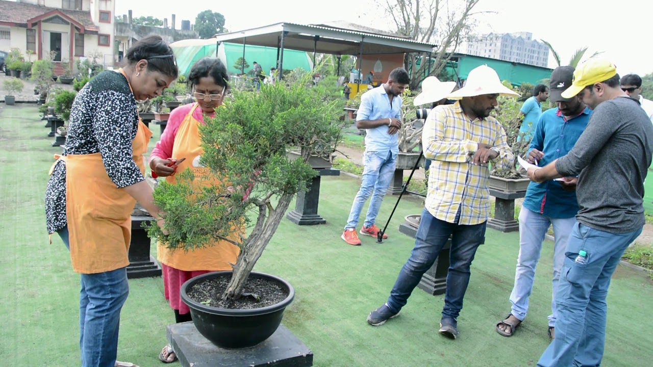 Vaman Vriksha Kala(Bonsai Art) Making YouTube
