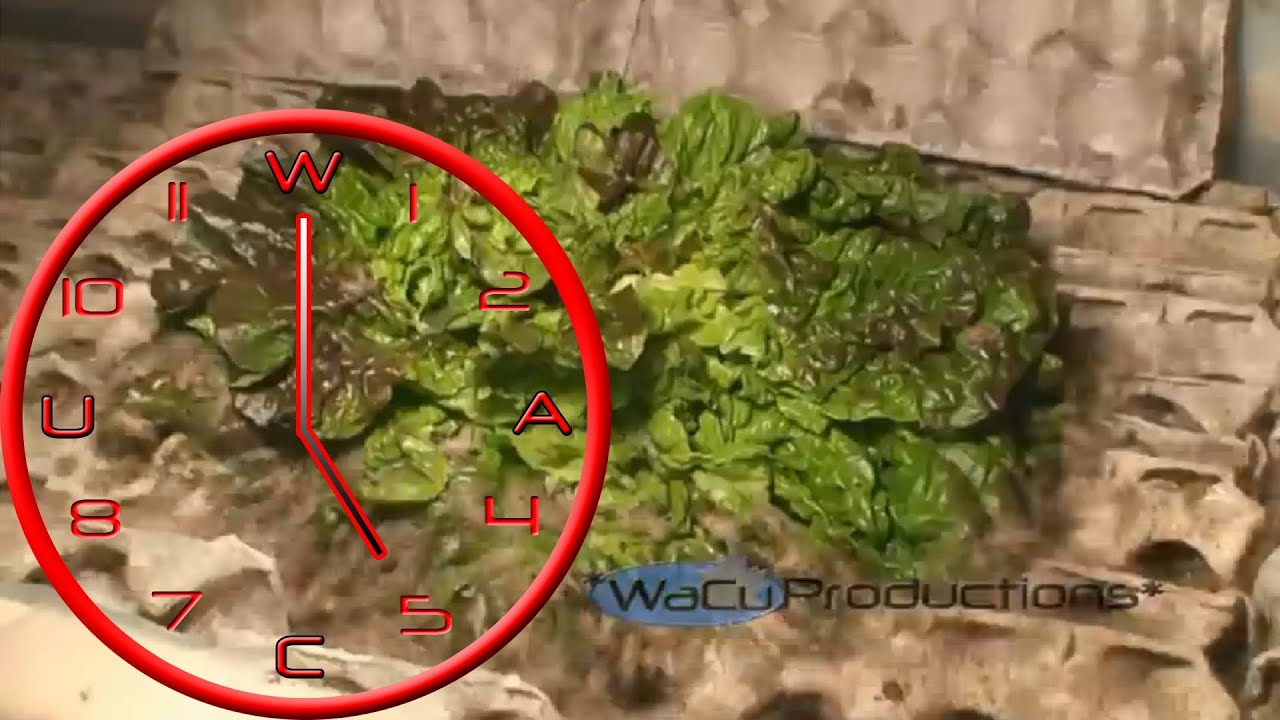 40 000 crickets eat a whole head of lettuce YouTube