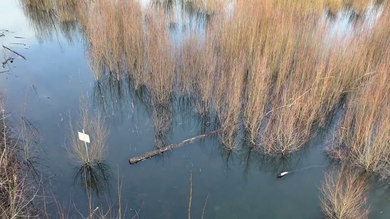 Saufang Weiher In Friedrichsthal Bildstock