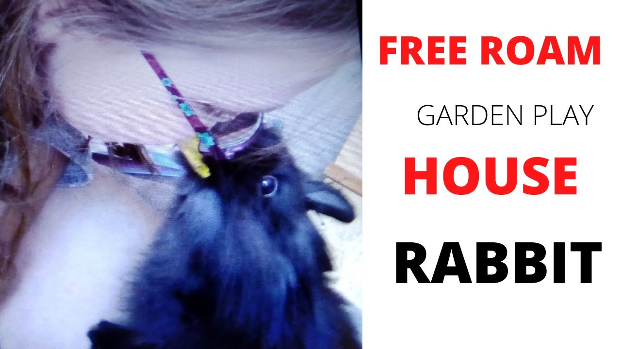 free roam house rabbit - YouTube
