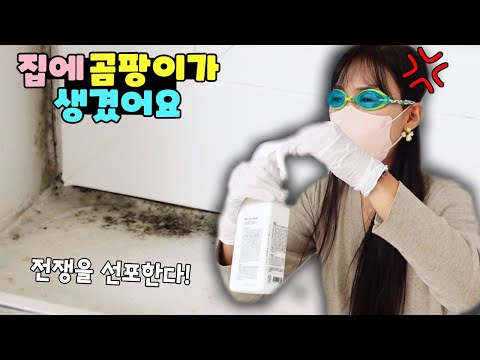 3층 전체가 곰팡이로 뒤덮였습니다ㅠ 곰팡이 제거 가족 일상 브이로그 vlogㅣ토깽이네