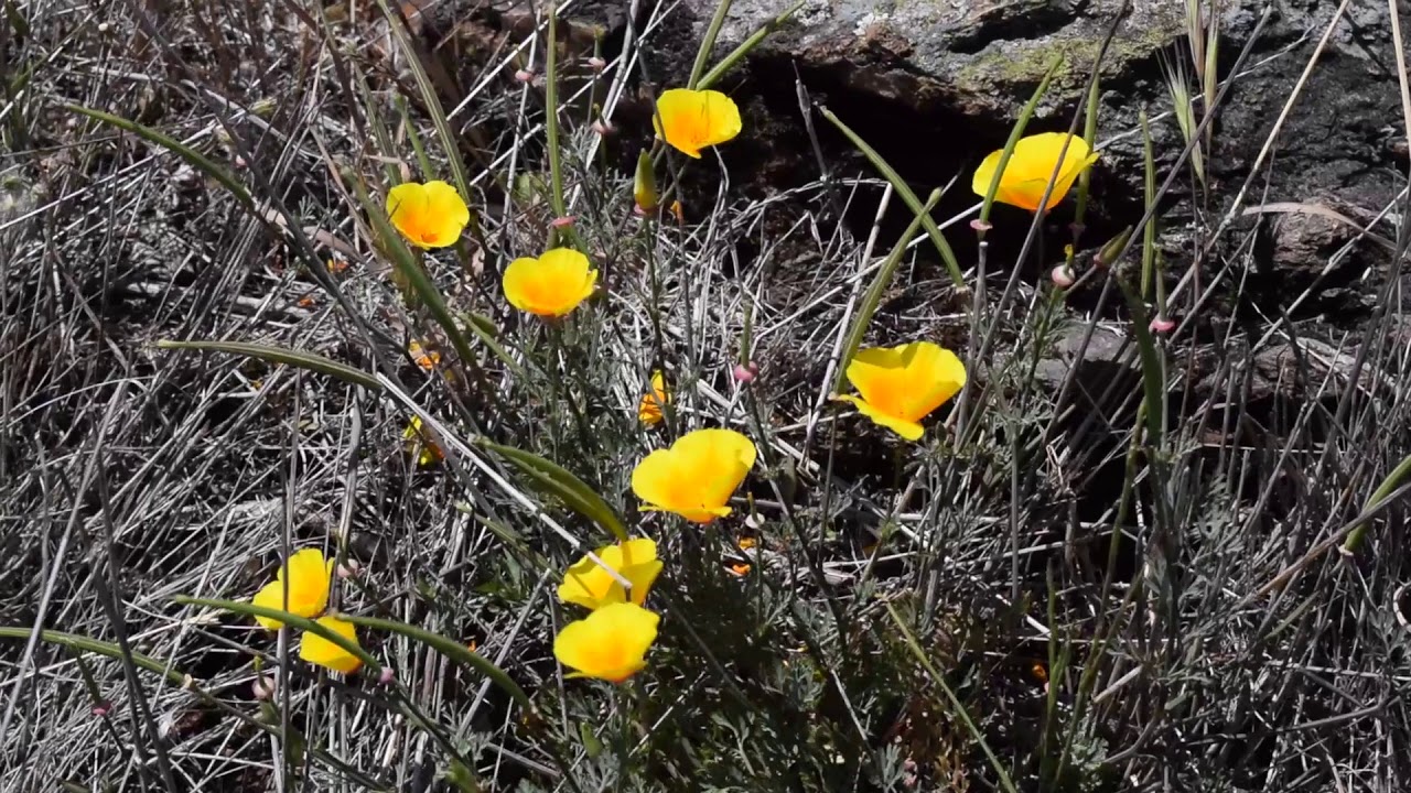 Blue Rock Springs Park, May 21, 2018 YouTube