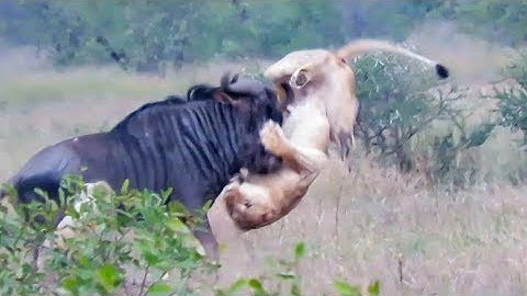 Wildebeest Hooks Lion by Leg as it Tries to Escape!