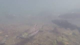 Chum salmon spawning in the Columbia River Gorge