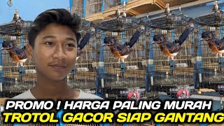 Download Lagu PROMO ! MURAI TROTOL GACOR BIBIT DEWA SUJUD DARI PANGANDARAN IDOLA PEMAIN GANTANGAN MP3