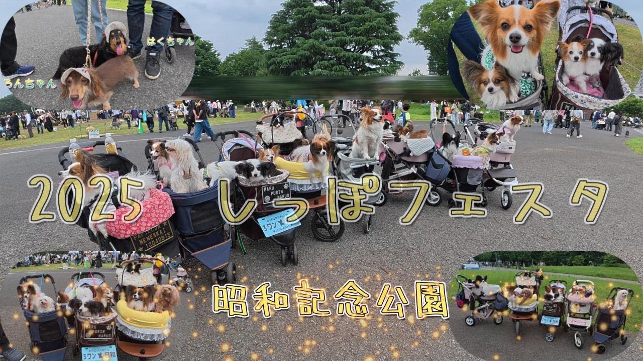 2025.5　しっぽフェスタ！昭和記念公園。そしてぷりんが倒れた日。