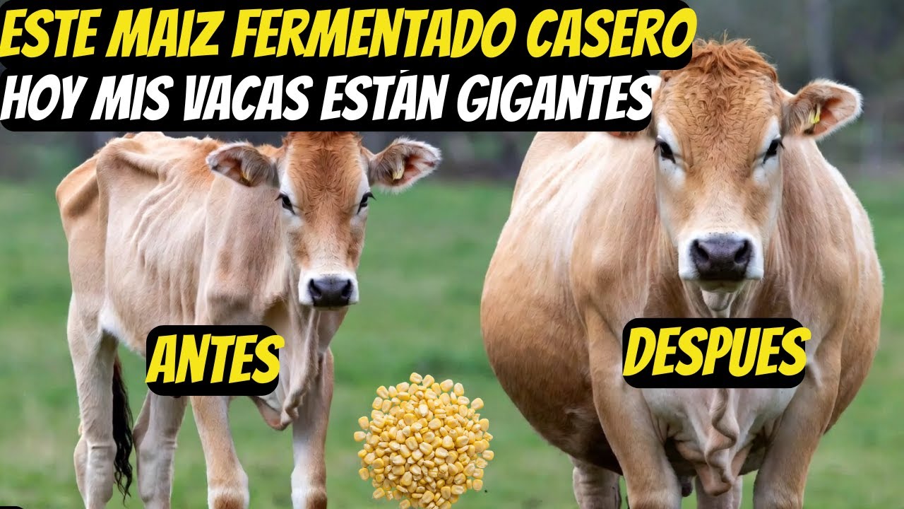 Mis VECINOS se BURLABAN hasta que vieron cómo mis VACAS ENGORDARON con Alimento FERMENTADO CASERO