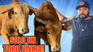 SE Salvo De MORIR solo un TORO 