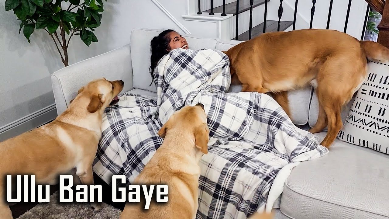 Prank Hiding Under a Blanket from my 3 Dogs Hindi Funny Dog Video