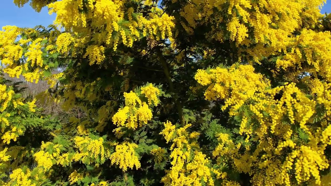 参考画像大きさの比較　アカシアブリスベンとパールアカシア 参考画像大きさの比較 アカシアブリスベンとパールアカシア 参考画像