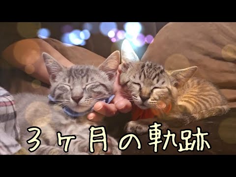 Kumajiro and Torojiro - YouTube