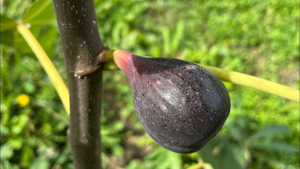 Smokva sprte crnica dolazi na branje! 