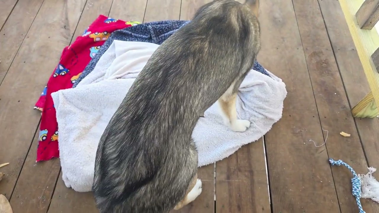 Yard clean up day, and new filming equipment tryouts!