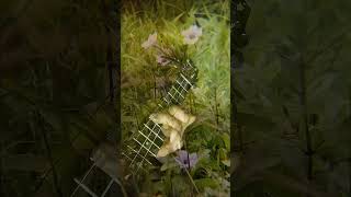 Besame Mucho - LowG Ukulele #shorts