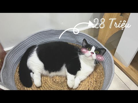 Video Meowisthebest - Mèo Nhà Mình Giá Bao Nhiêu ? - youtube