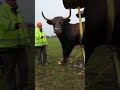 Saving the Bull from the Mud 🐂🚜#AnimalRescue#BullRescue#RescueMission#TeamWork#Humanity#sadsong