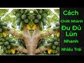 Làm Ra Cây Đu Đủ Lùn Trồng Chậu Siêu Trái Trong 10 Phút