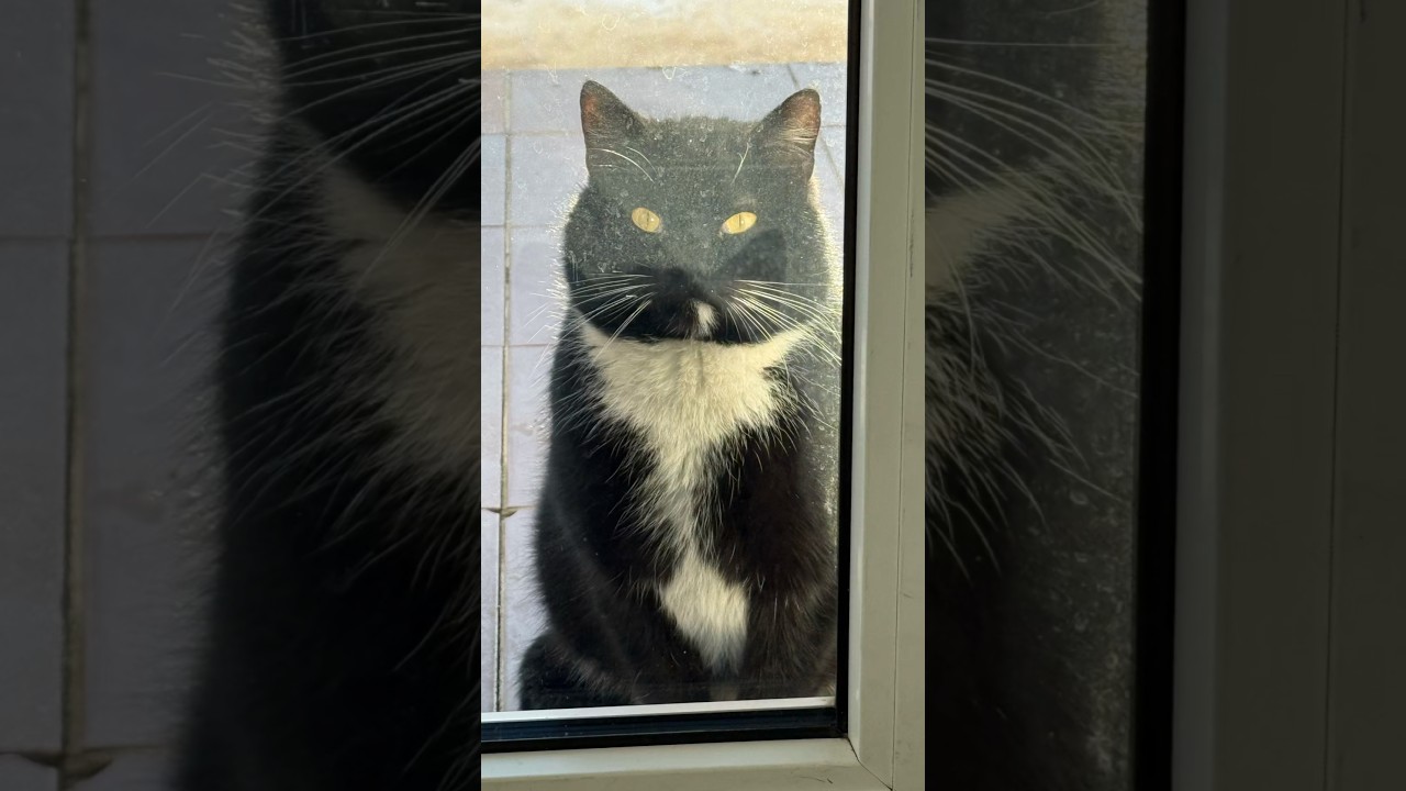 Котодруг🐈 